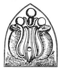 THE URÆUS.